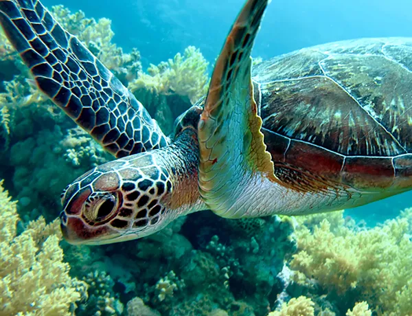 Sea Turtle | SEA LIFE Michigan Aquarium