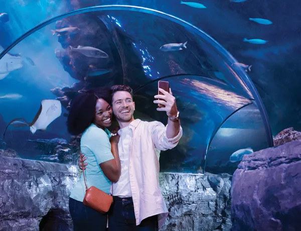 Tunnel Couple 1 1 Nosea Turtle