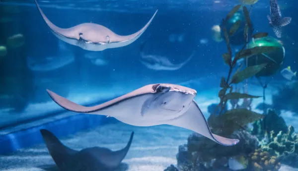Rays