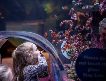 Toddler In Ocean Tank Clownfish