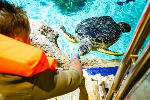 Turtle feed POV