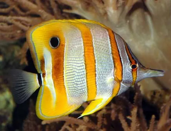Copperbanded Butterfly Fish