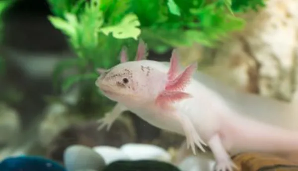 Axlotl Floating