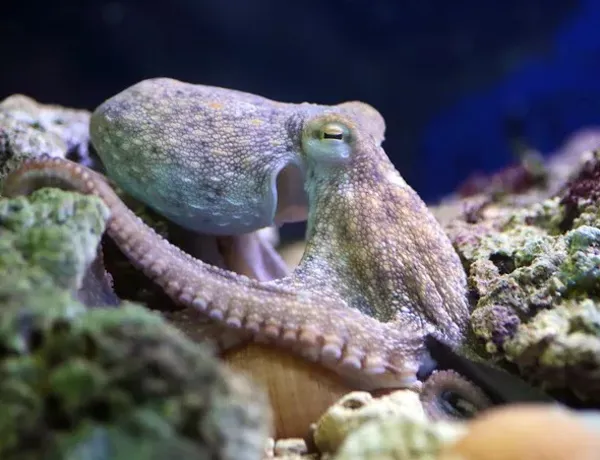 Octopus (1)