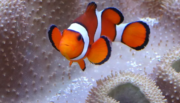 10581 Clownfish Swimming By An Anemone (1)