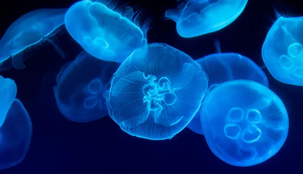Jellyfish 3