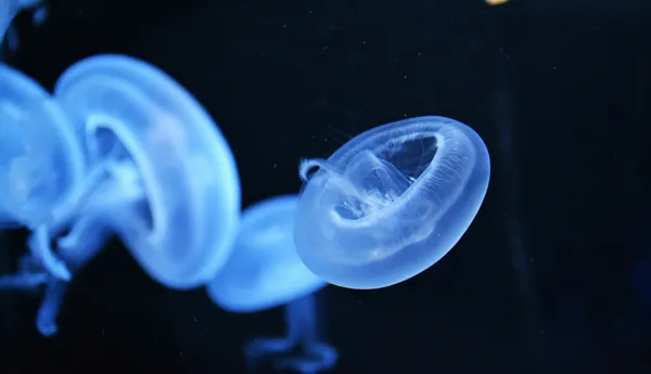 Jellyfish 13