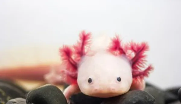 Cute Axolotl