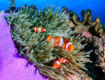 Clownfish in coral reefs