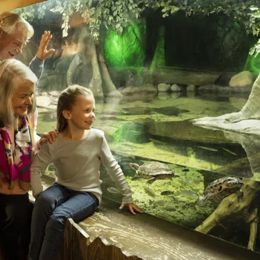 Rainforest Adventure