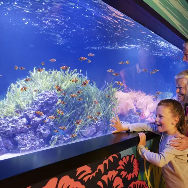 Coral Kingdom