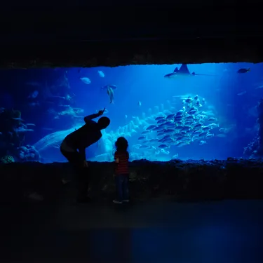Open Oceans