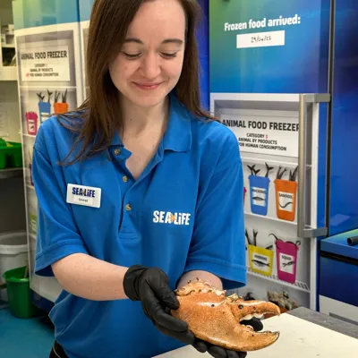 Sea Life team member holding a shedded lobster claw in the behind the scenes area at SEA LIFE Manchester