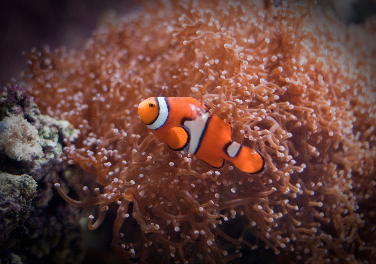 Clownfish | Official SEA LIFE Website