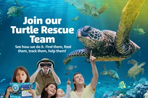Sea Turtle Rescue!