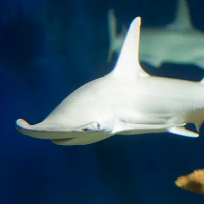 Bonnethead New Orleans
