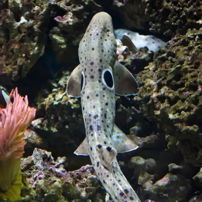 10588 Epaulette Shark (1)
