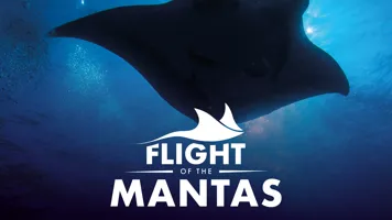 Flight of the Manta trailer image