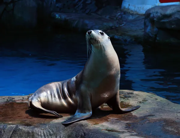 Seal on rock - Seal Show at SEA LIFE Sunshine Coast