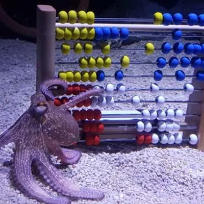 Octopus (1)