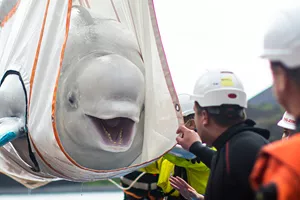 Beluga whale being rescued