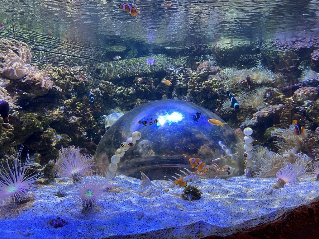 Underwater Pumpkin Carving