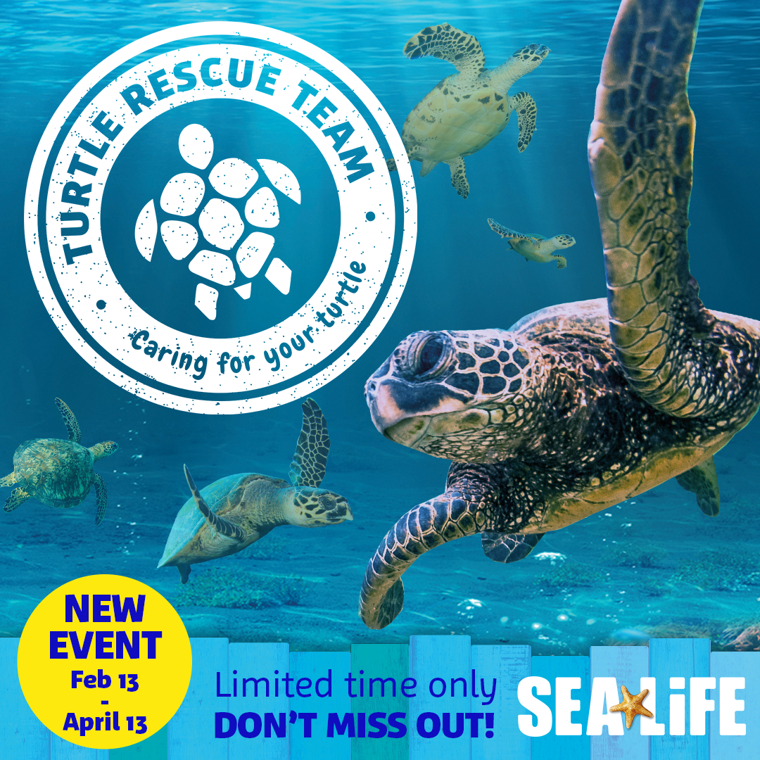 Turtle Rescuer Square 2025