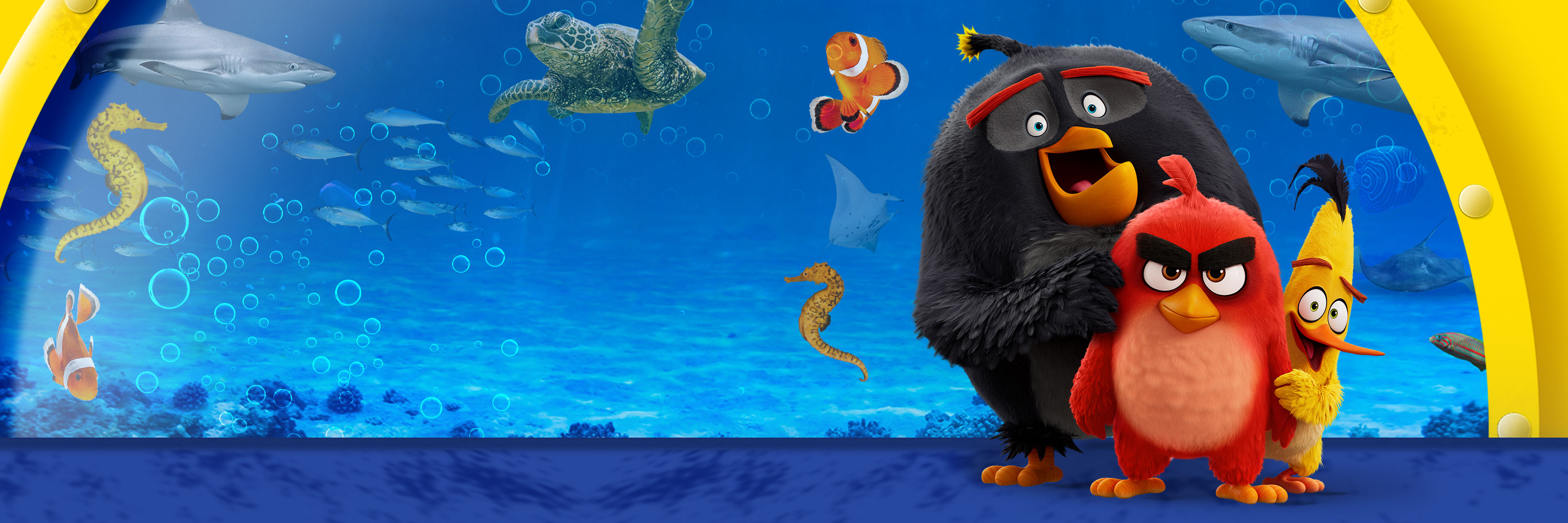 SEALIFE ANGRY BIRDS Event Page Header 3000X1000px