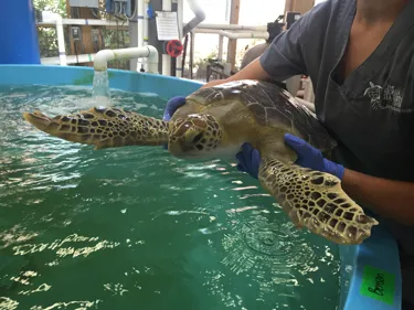 Turtle Rehabilitation Center And Benson  | SEA LIFE Michigan Aquarium