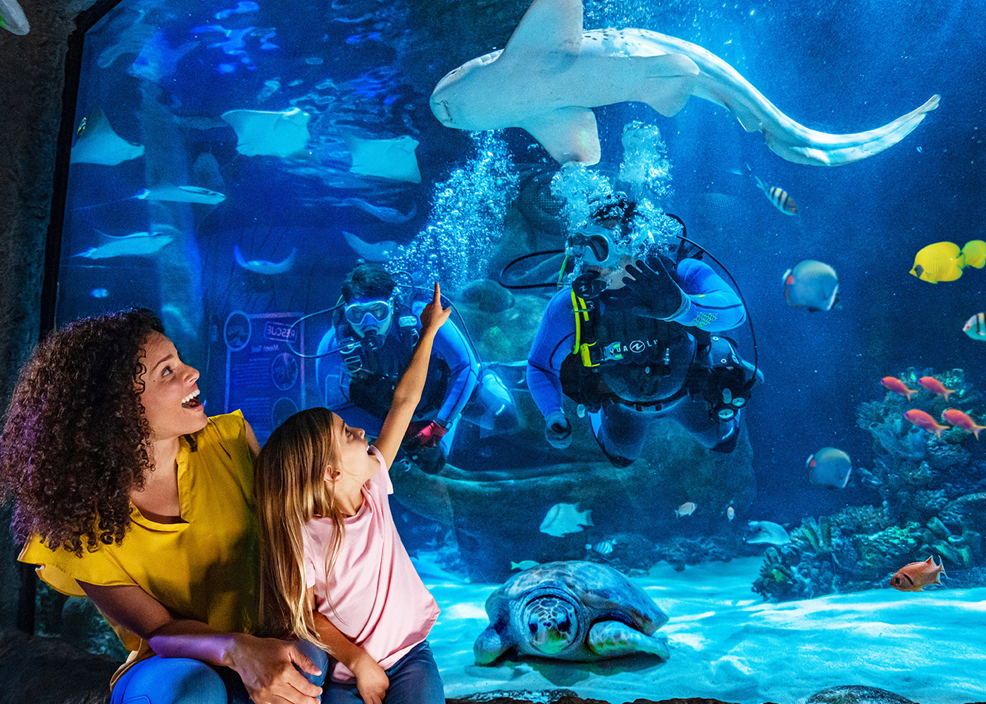 A woman sitting with a young girl in front an aquarium habitat. The young girl is pointing at a shark near 2 divers in the water