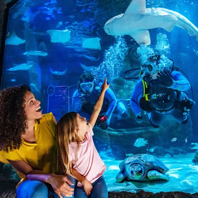 A woman sitting with a young girl in front an aquarium habitat. The young girl is pointing at a shark near 2 divers in the water