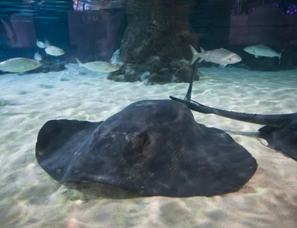 Stingray