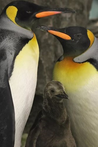 penguin couple with chick