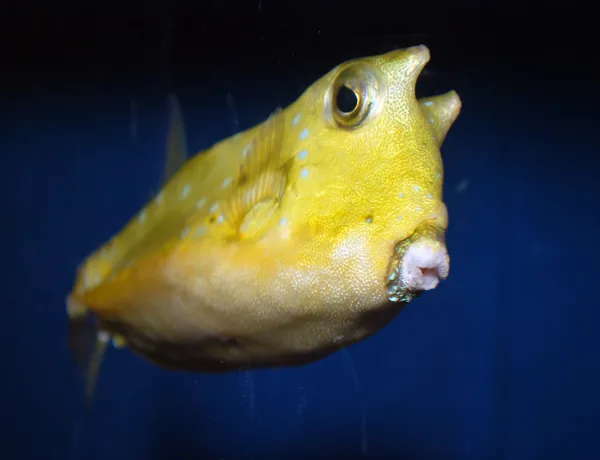 Magic Memories 007 Long Horned Cowfish