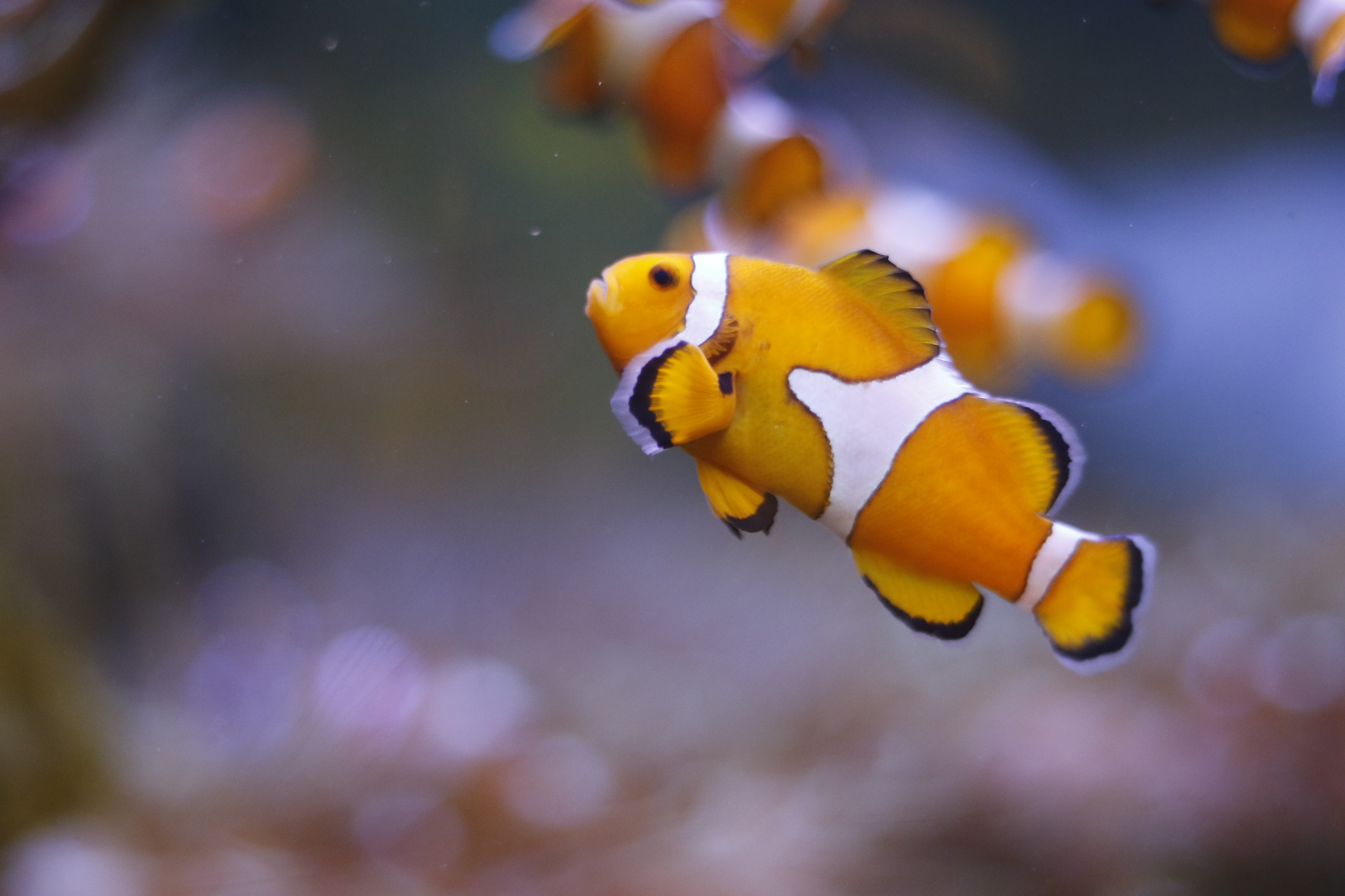 Clown Fish