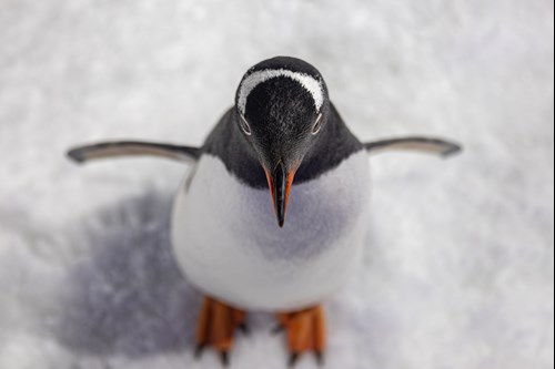 Penguin