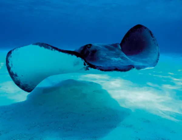 Stingray One