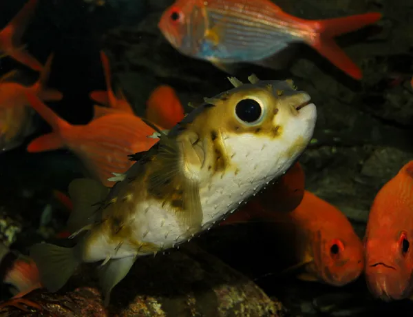 Magic Memories 081 Long Spined Porcupine Fish