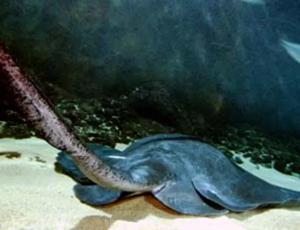 Longtail Stingray