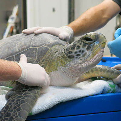 Turtle Rehabilitation | SEA LIFE Kelly Tarlton's Aquarium