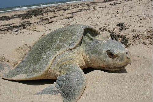 Kemp's Ridley Turtle