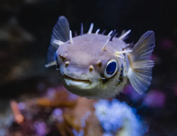 Puffer Fish 1440X960