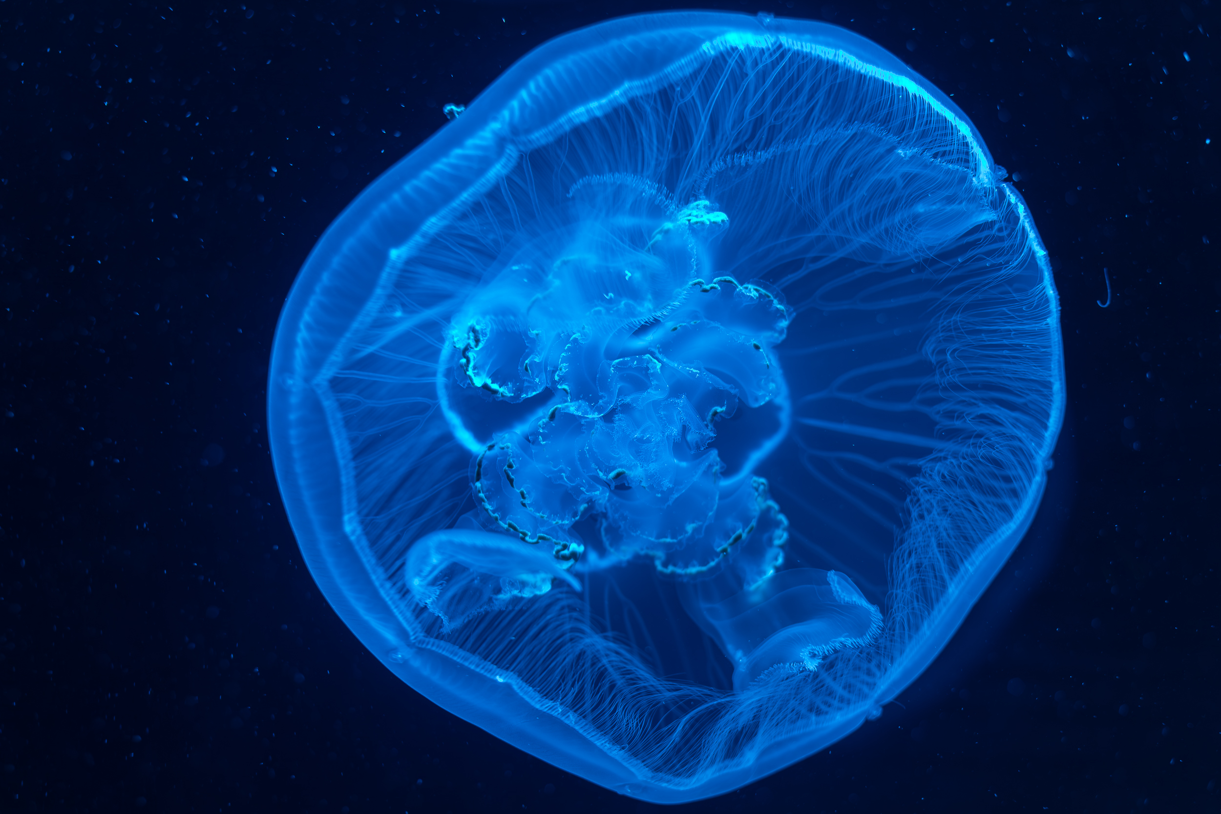 SLKT Jellyfish Attraction 1061