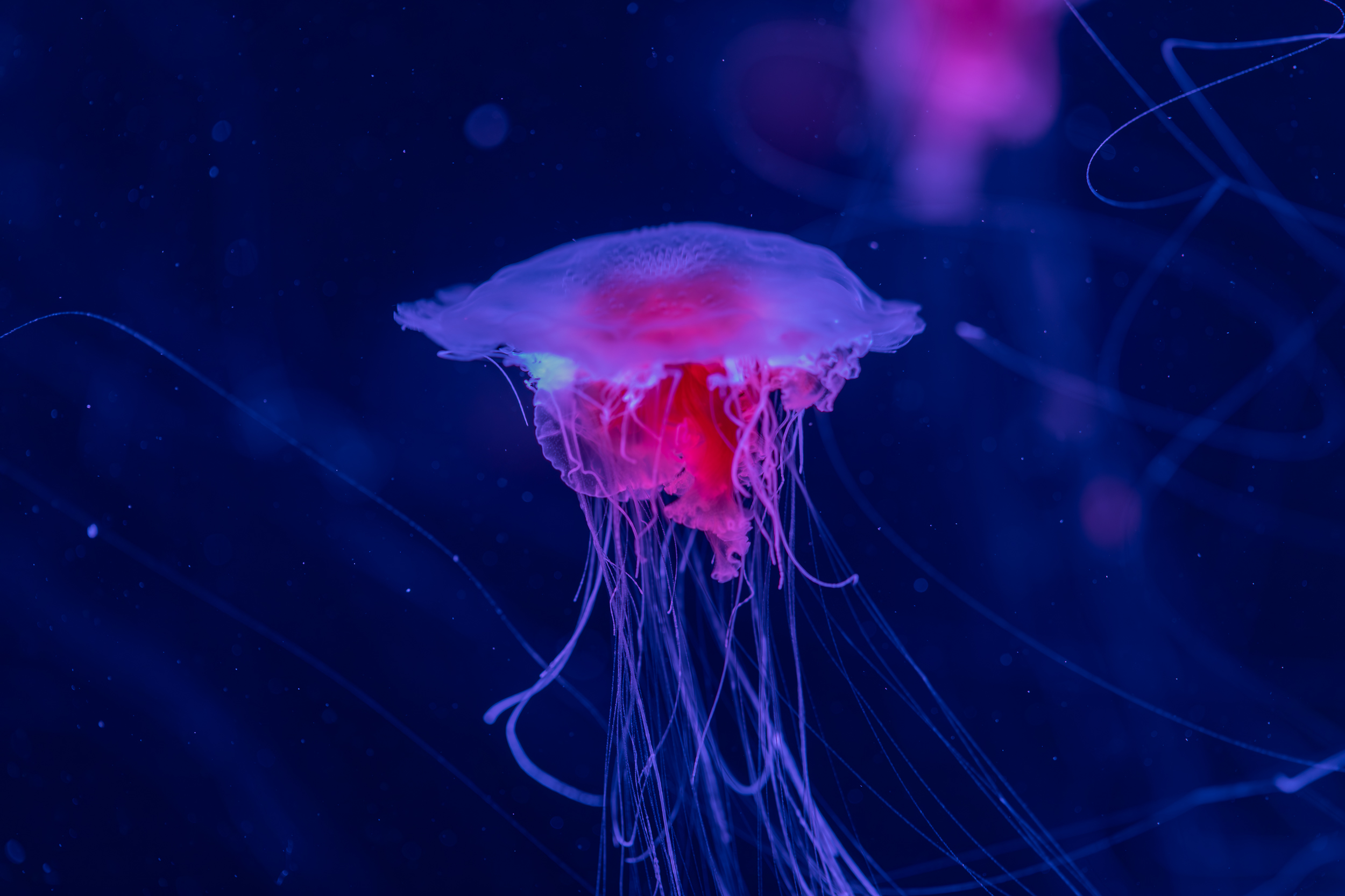 SLKT Jellyfish Attraction 1052