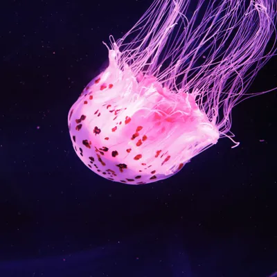 Spotted Jellyfish 1