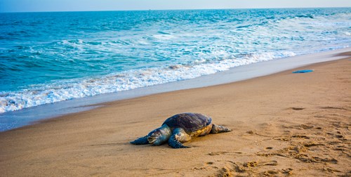 Olive Ridley