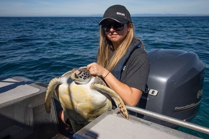 Turtle on its way to be released