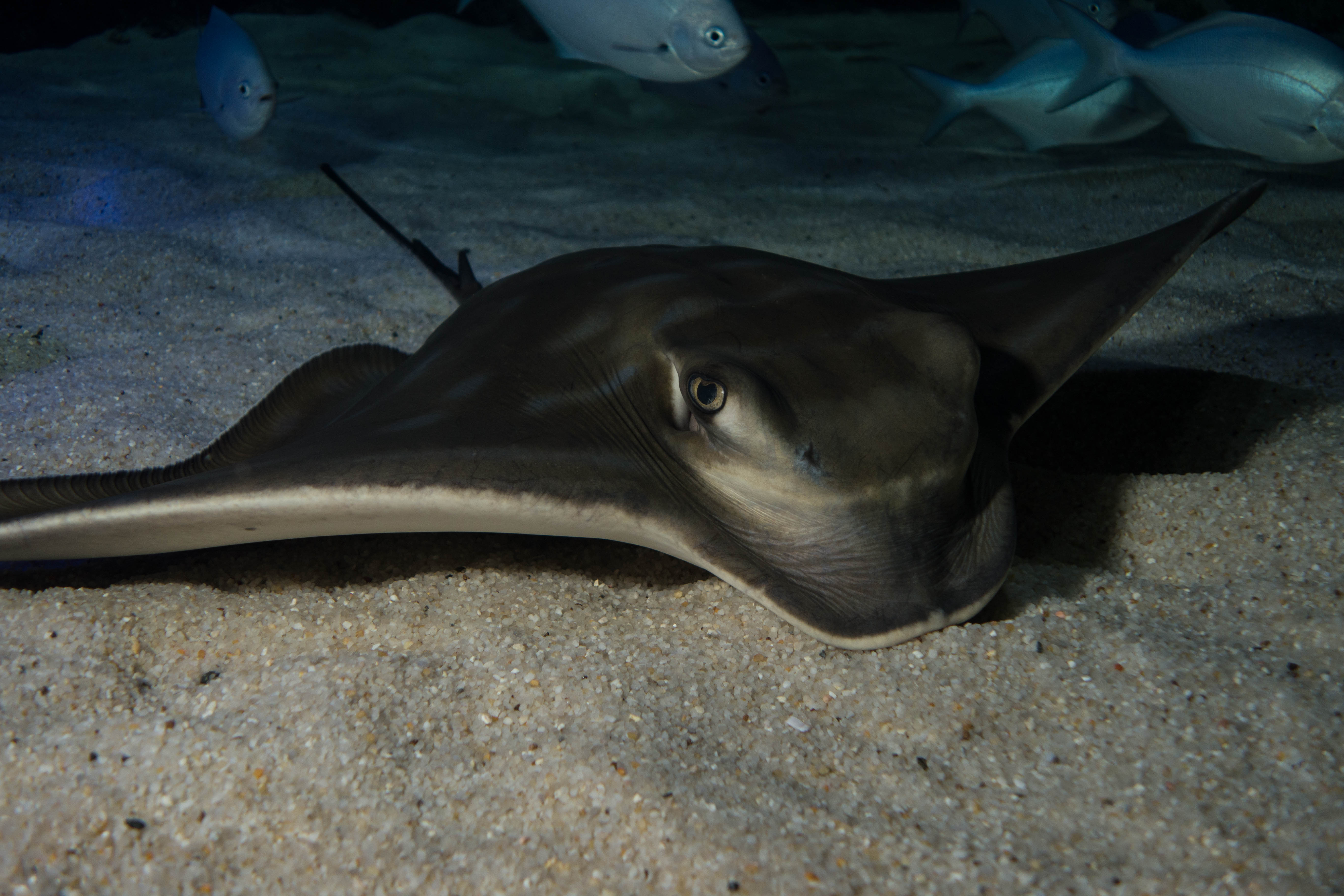 Sting Rays & Eagle Rays - SEA LIFE Kelly Tarlton's Aquarium