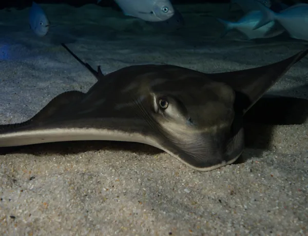 Eagle Ray