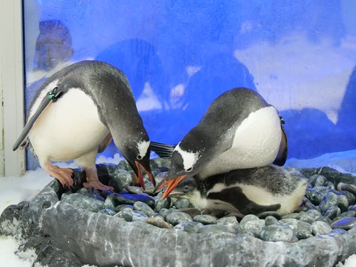 Penguin couple